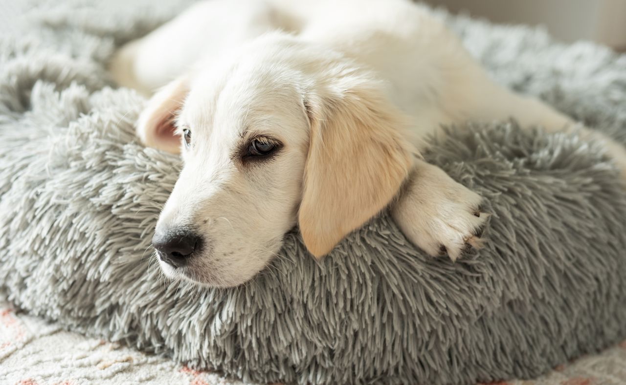 resting in a dog bed