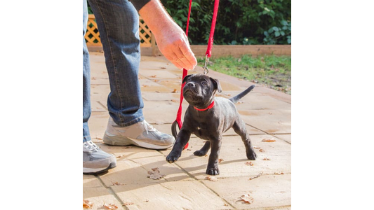 A small black puppy on a red leash stands on a patio, looking up at a person in jeans reaching out a hand.