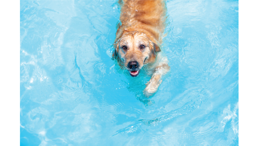 A happy golden retriever swims in clear turquoise water, looking up with a joyful expression and its tail partially submerged.