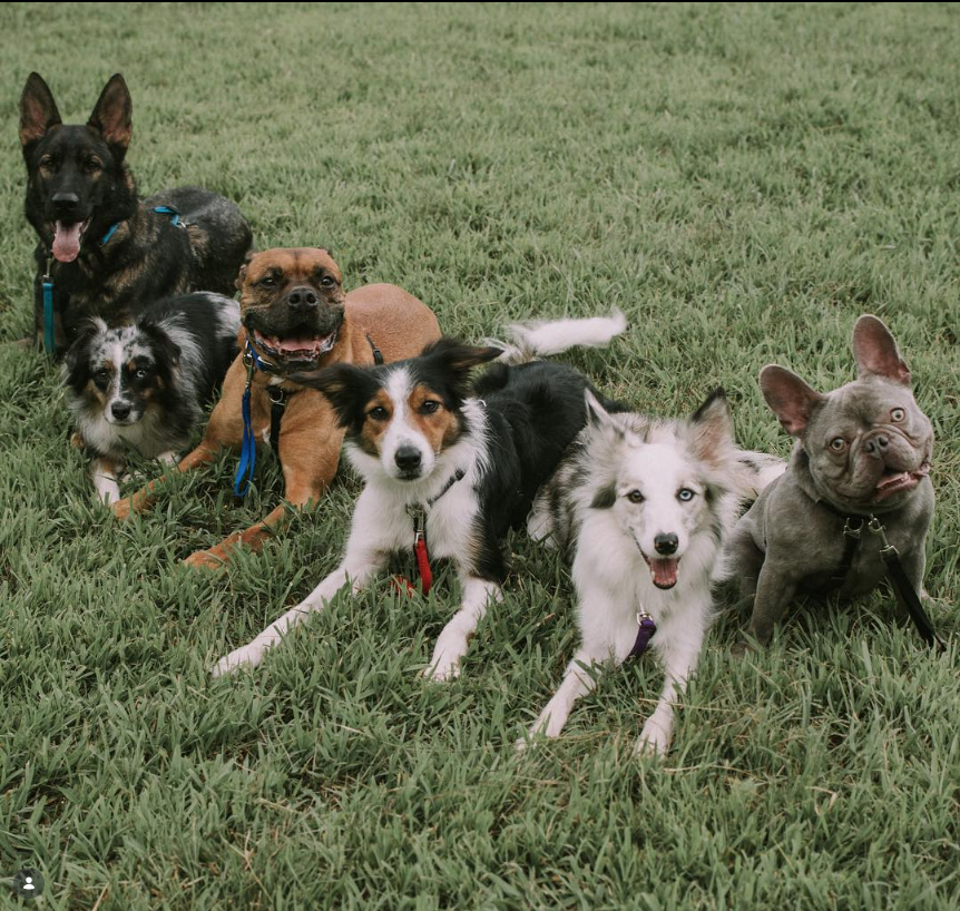Dogs in trainingSix dogs of various breeds sitting and lying on grass, facing the camera with playful expressions.