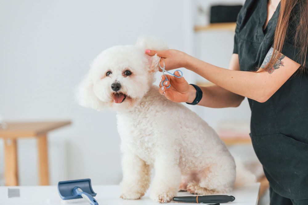 dog is being groomed
