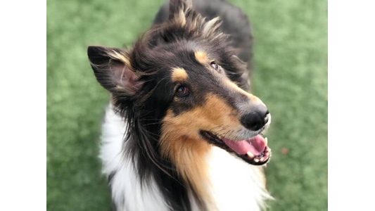 A happy Collie dog with a tricolor coat looks up with its mouth open, standing on green grass.