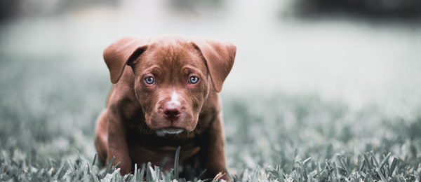 House Training a Puppy