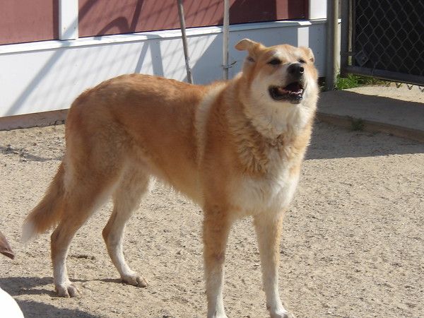Dog