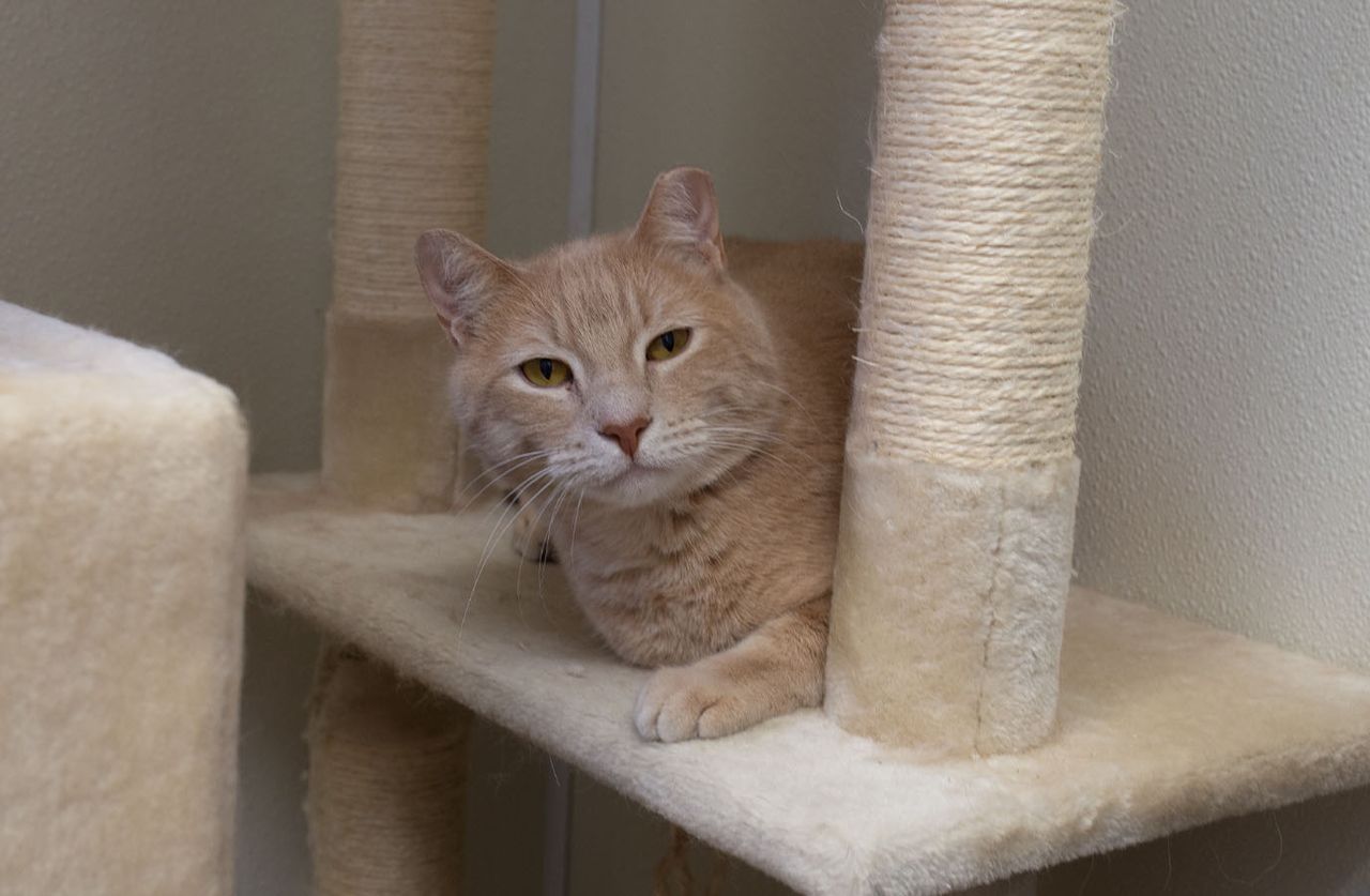 A light orange tabby cat resting on a beige, carpeted cat tree shelf next to a sisal scratching post, looking directly at the camera