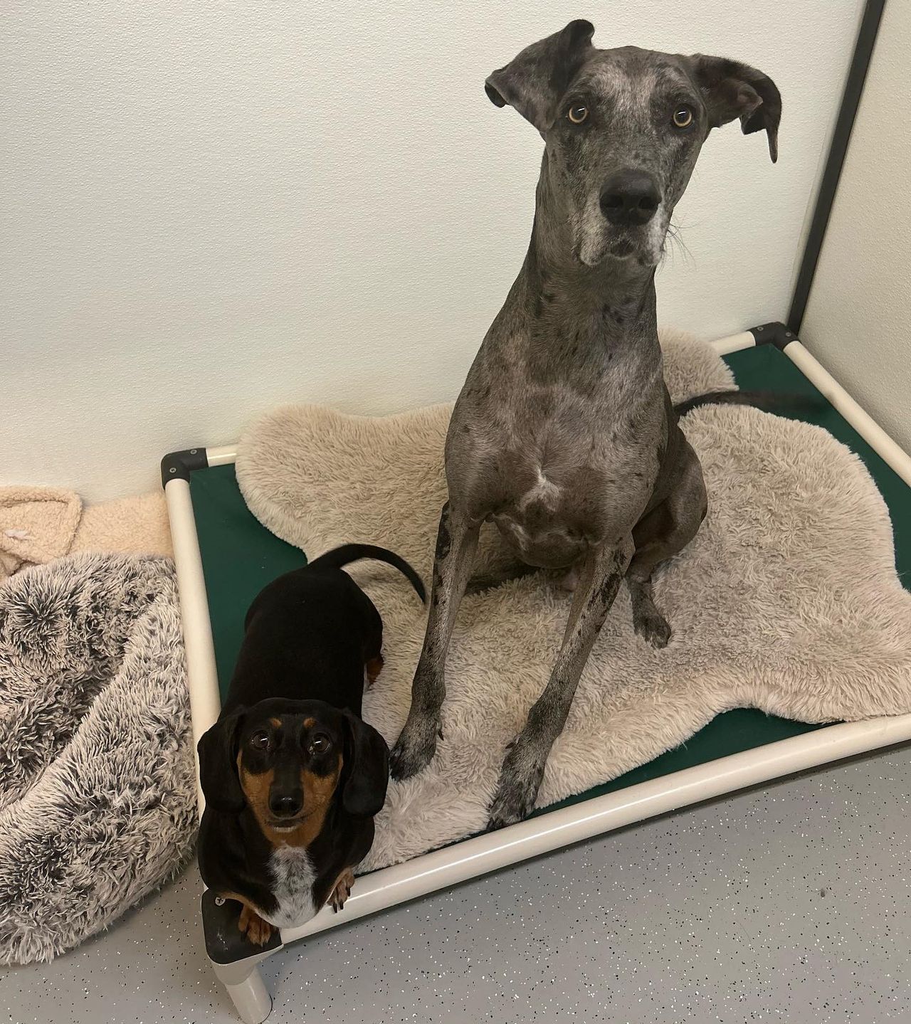 A large gray Great Dane and a small black and tan Dachshund sitting together on a cozy bed in a room.