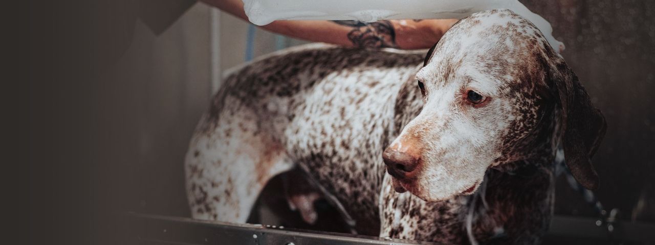 A spotted dog being bathed, with water and soap being applied by a person with a tattooed arm. The dog's expression is calm and relaxed.