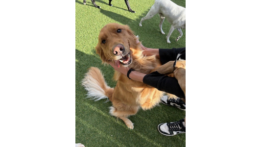 Golden retriever being petted, sitting on grass with a joyful expression, as other dogs walk nearby.