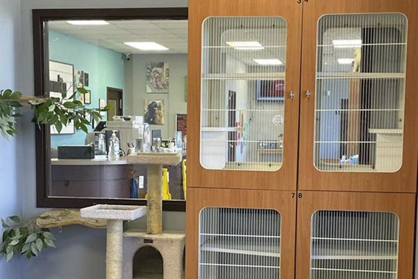 Cat Condos at BrownDog Lodge Vet Clinic