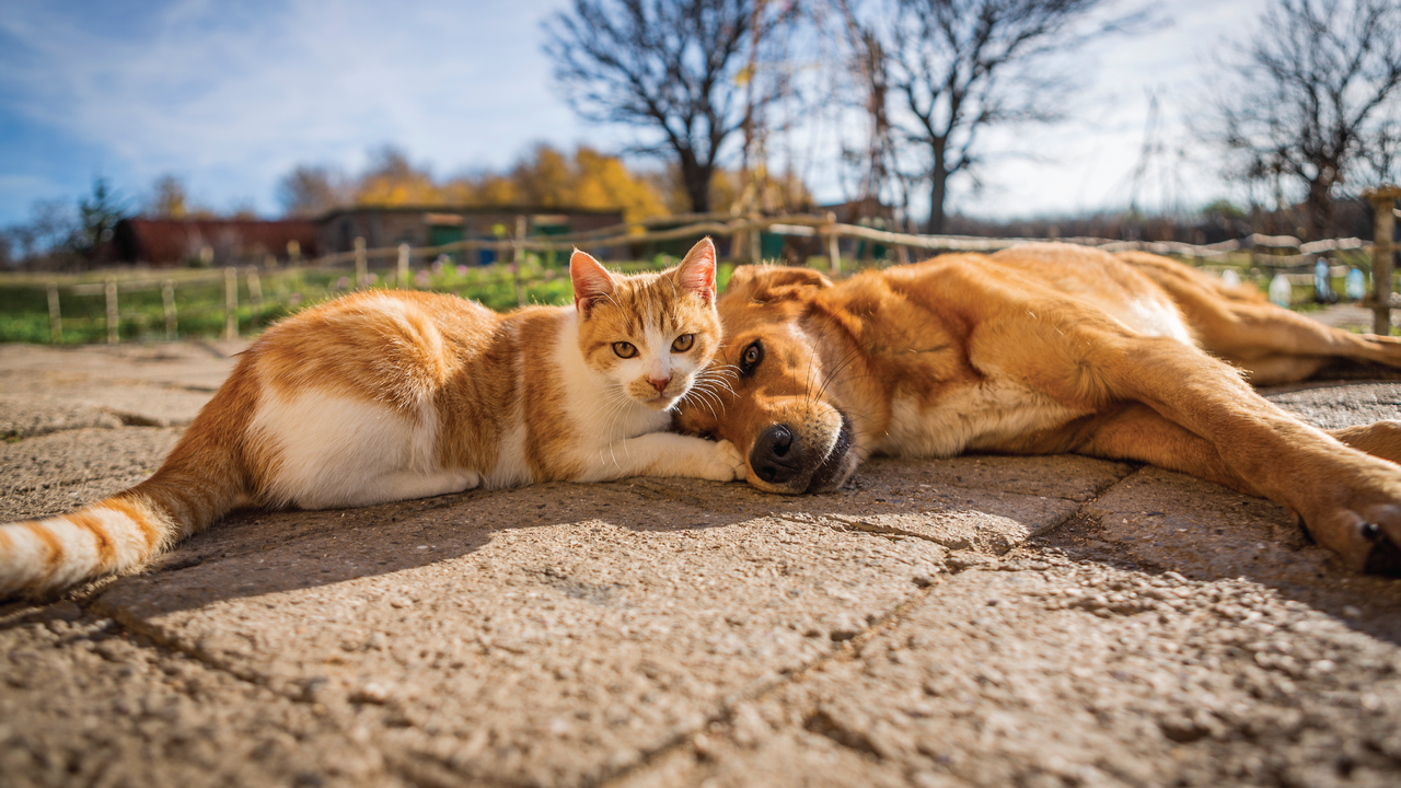 A ginger cat and a brown dog lie side by side on a stone path outdoors on a sunny day, with bare trees and blue sky in the background.