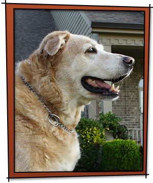 A golden retriever mix with a chain collar, side profile, sitting in front of a brick house with greenery.