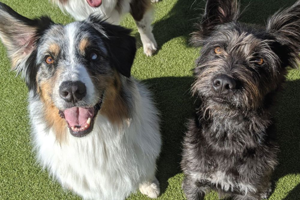 Two dogs sitting on green grass. The dog on the left has a fluffy white coat with black and brown patches, while the dog on the right has a scruffy black coat.