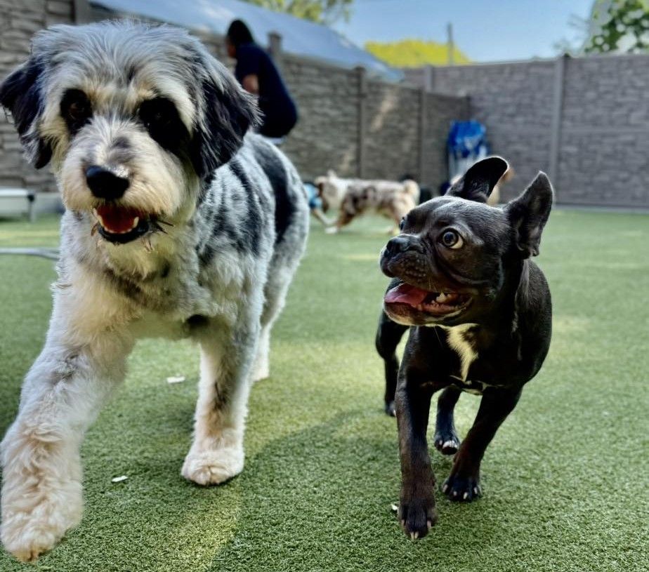 a fluffy grey and white speckled doodle mix and a small black French bulldog running happily on green artificial turf. With another dog and a staff member visible in the background against a grey fence, this candid, action-oriented shot perfectly illustrates a lively, supervised doggy daycare environment.