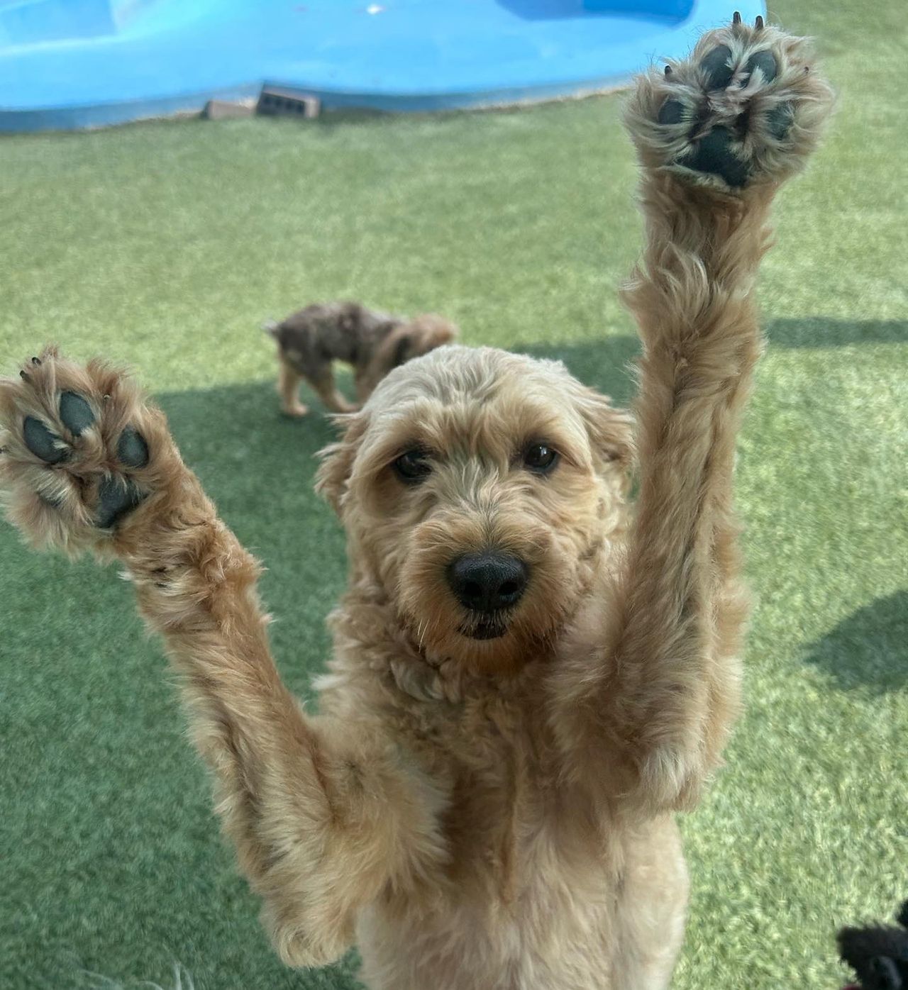 A fluffy dog stands upright with front paws raised in excitement on a grassy area, with a small dog in the background.