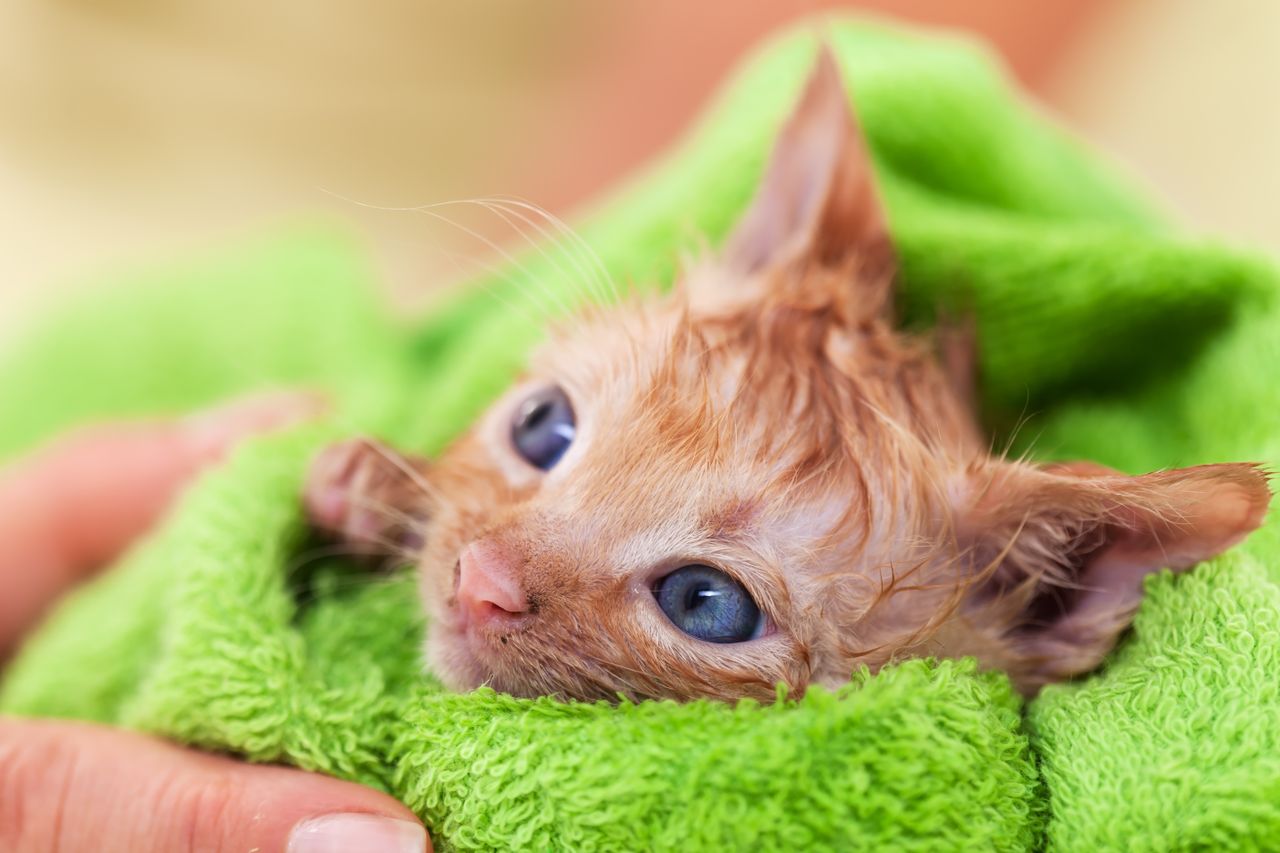 Close-up of a wet kitten with blue eyes wrapped in a green towel, looking slightly to the side.