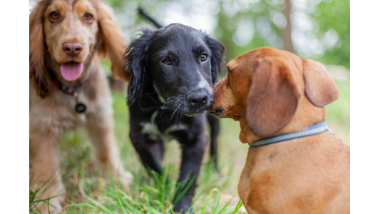3 dogs playing outside