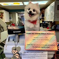 Fluffy white dog with a red bowtie sitting on a counter behind a register with a sign about cash or check payments only.