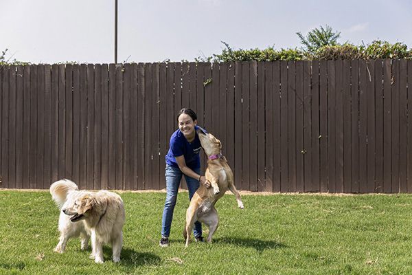 A woman plays with two dogs in a grassy yard. One dog jumps up excitedly, while the other stands nearby. A tall wooden fence is in the background.