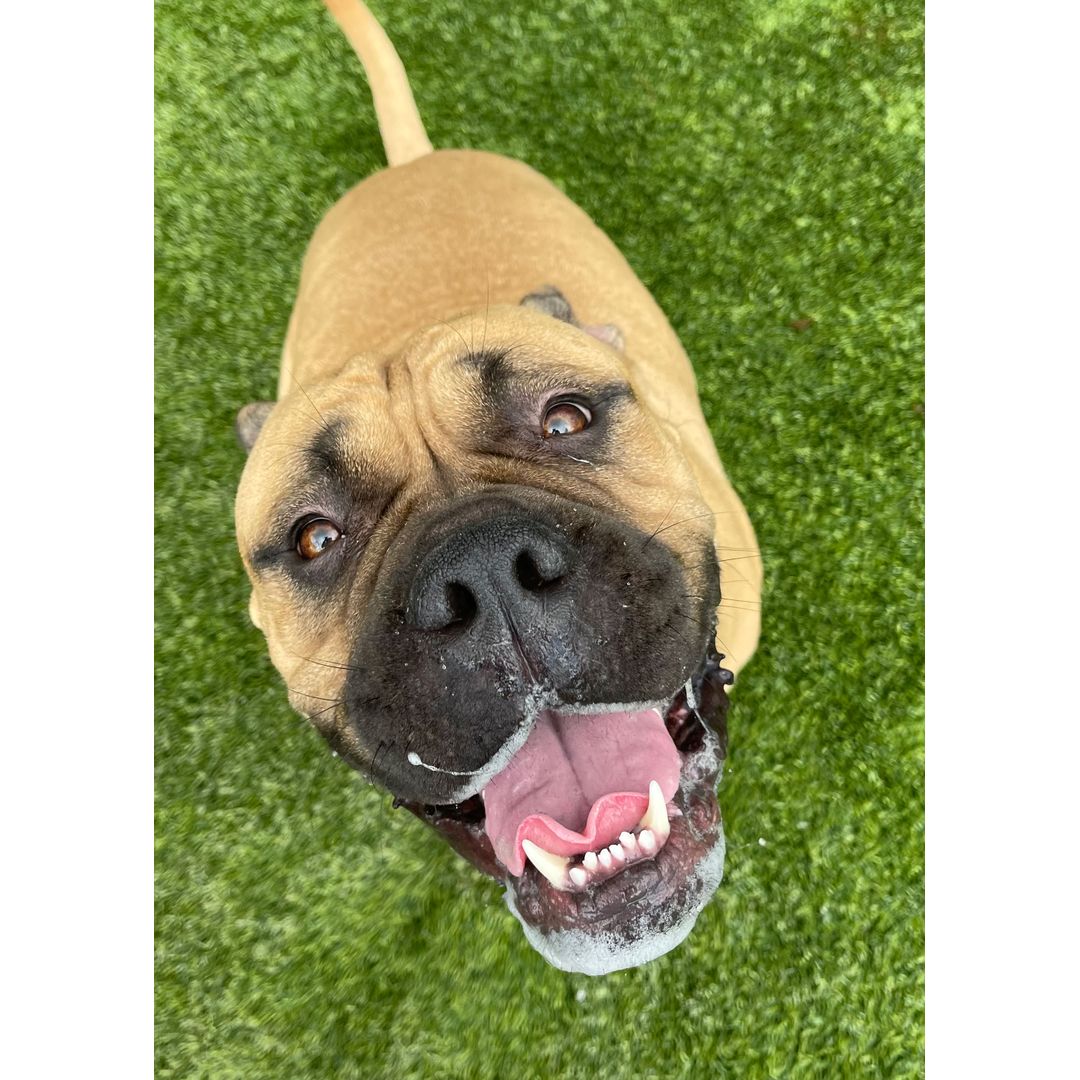 Happy brown dog with black muzzle looking up, mouth open, showing teeth and tongue, on green grass background.