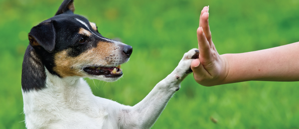 Tips for a Well-Behaved Dog