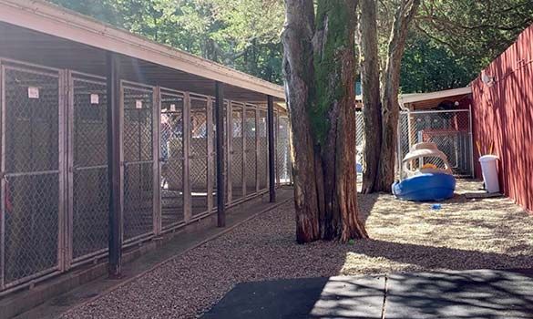 Outdoor kennel area with multiple fenced enclosures, surrounded by trees, and children's play equipment nearby.