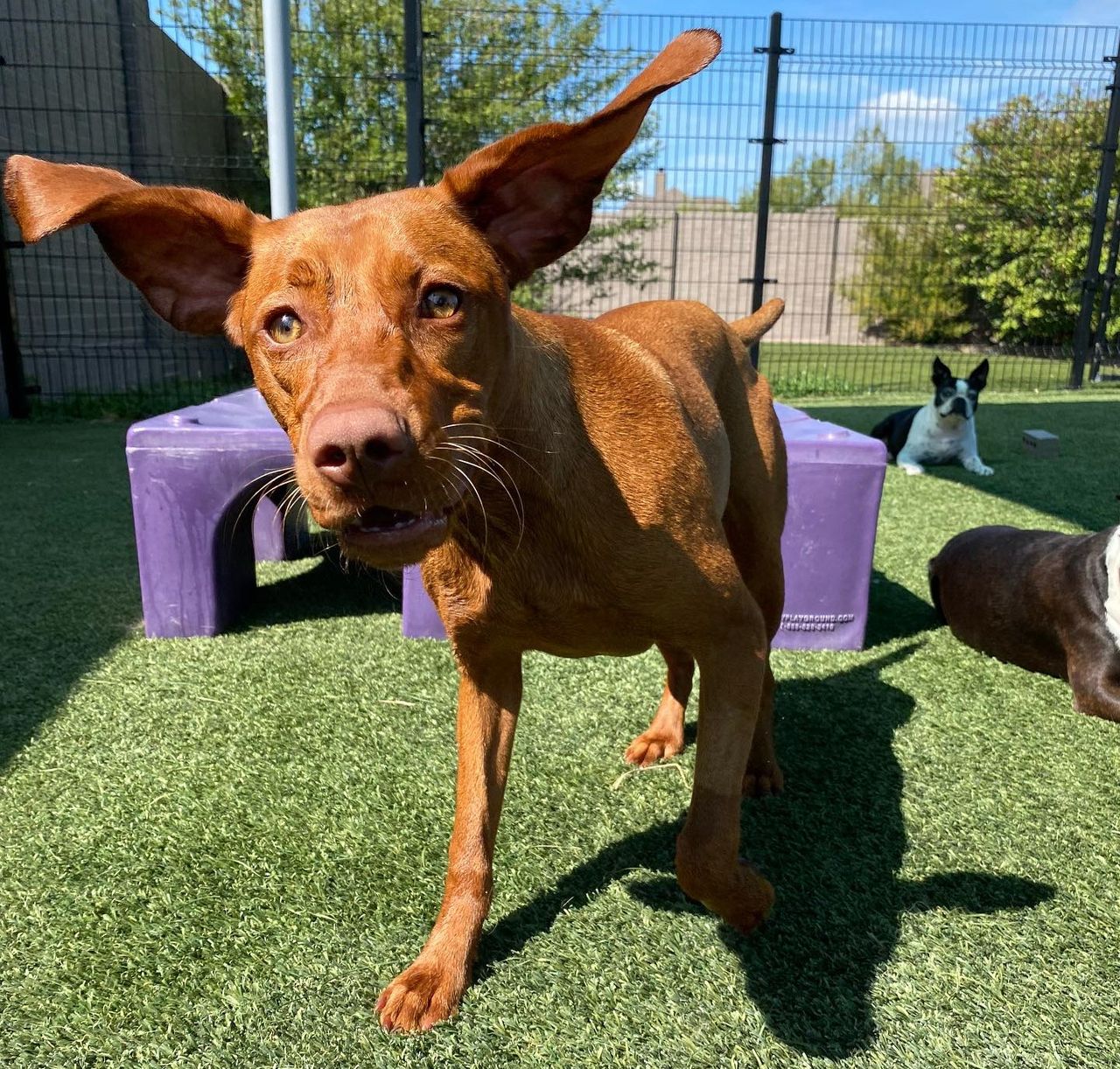 A brown dog with large ears stands on grass, looking curious. Another dog rests in the background near purple playground equipment.