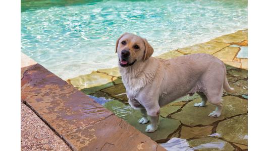 A happy yellow Labrador retriever standing on a shallow stone ledge in a swimming pool on a sunny day