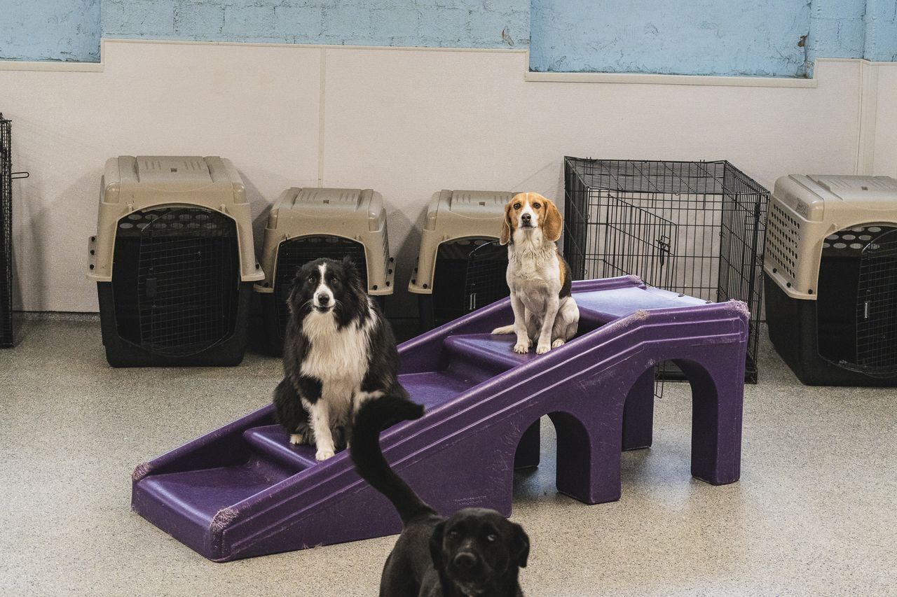 Three dogs in a playroom, two sitting on a purple slide, one black dog standing in front. Dog crates line the wall in the background.