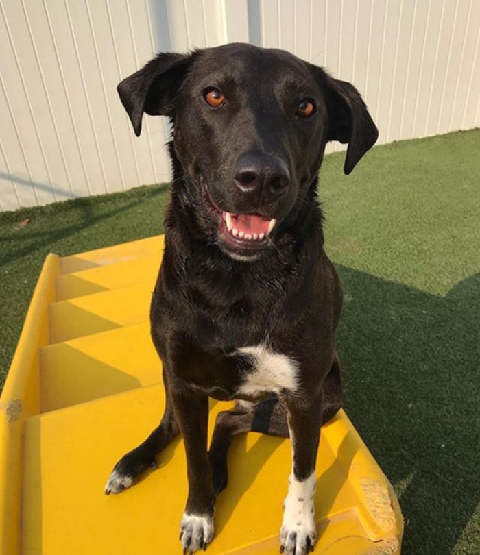 Black dog with a white chest patch sitting on yellow steps, outside on a sunny day, smiling at the camera.