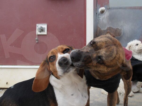 Pet daycare