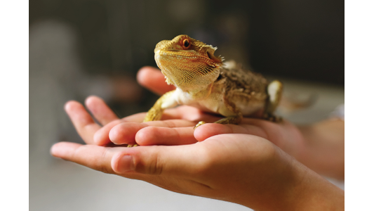 A bearded dragon lizard sits calmly in a person's cupped hands against a blurred background.