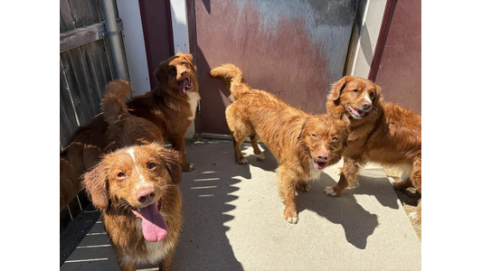 Four brown dogs with fluffy coats stand together on a sunny patio, tongues out, enjoying the sunshine.