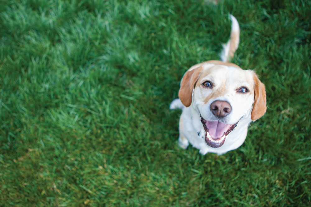 Happy dog with a brown and white coat sitting on lush green grass, looking up with a cheerful expression and wagging tail.