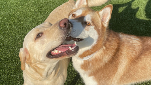 A yellow Labrador and a red husky playfully nuzzle each other on a sunlit patch of green grass.