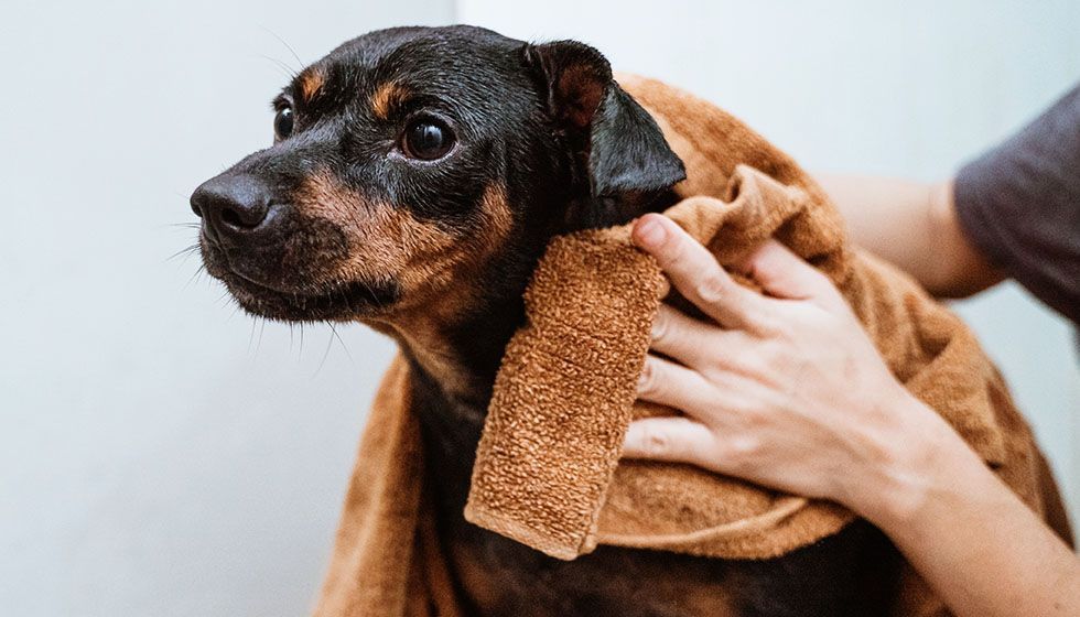 Groomer drying off dog with towel after a bath.