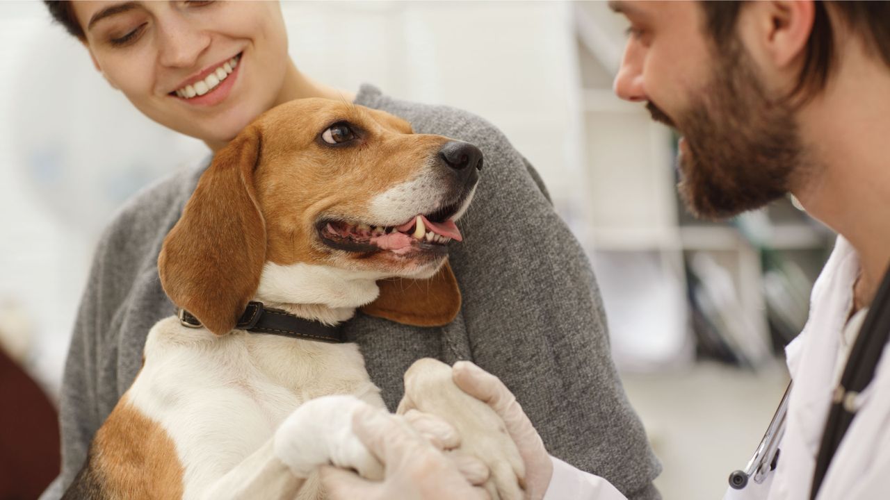 A smiling woman holds a beagle while a male veterinarian, wearing a stethoscope, interacts with the dog in a clinic setting.