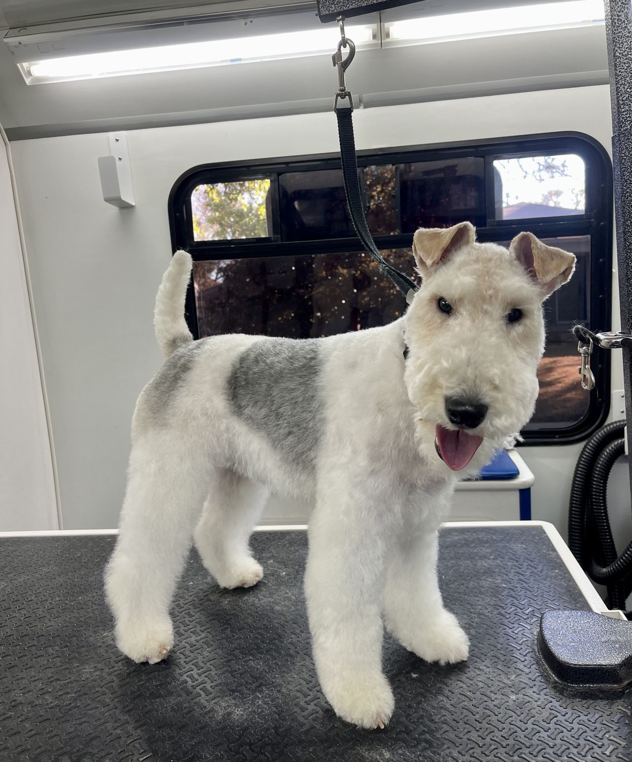 A freshly groomed Wire Fox Terrier stands on a grooming table, with a short coat and alert expression in a vehicle interior.