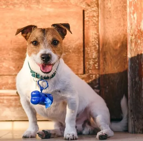 A happy Jack Russell Terrier sitting on a porch with a blue waste bag dispenser attached to its collar.