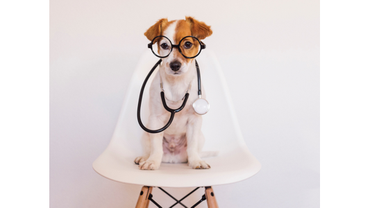Dog wear glasses stethoscope welcoming to veterinary care at Purple Paws Pet Clinic."