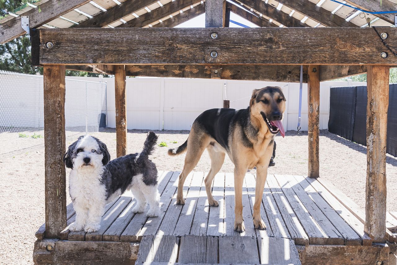Two dogs stand on a wooden structure in an outdoor area, one small and fluffy, the other large and brown, both looking content.