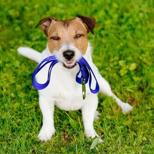 A small dog sits on green grass, holding a blue leash in its mouth, looking upward.