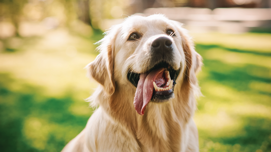 Golden retriever with a happy expression, tongue out, sitting on a sunlit grassy field.