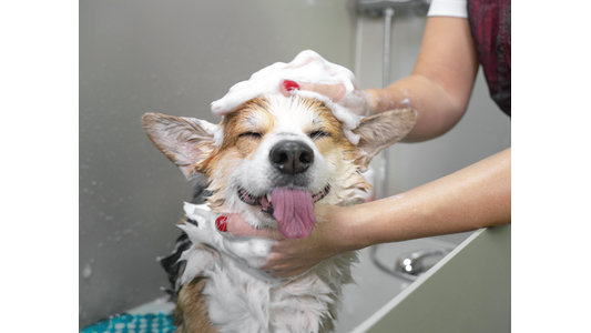 A happy dog with soap on its head enjoys a bath, eyes closed, tongue out, as a person gently washes it using both hands.
