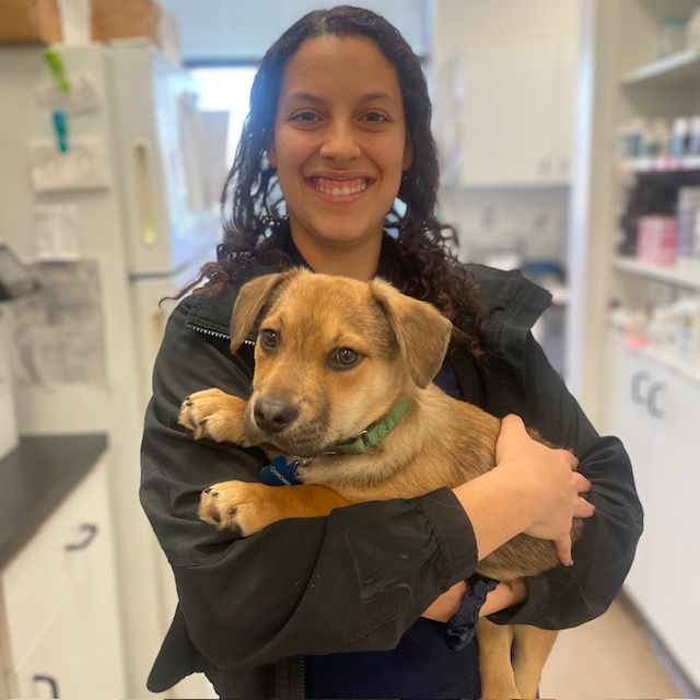 A person smiling while holding a tan and brown puppy in an indoor setting, possibly a veterinary clinic or office.