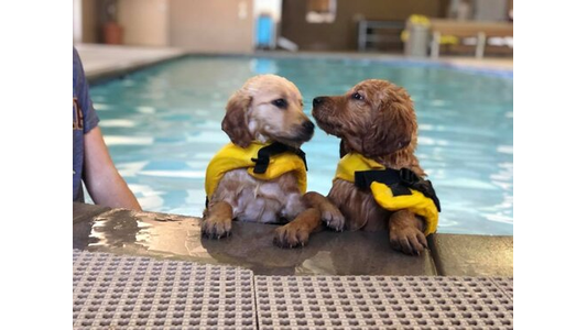 Two puppies in yellow life jackets rest their paws on the pool edge, looking at each other while standing in water.