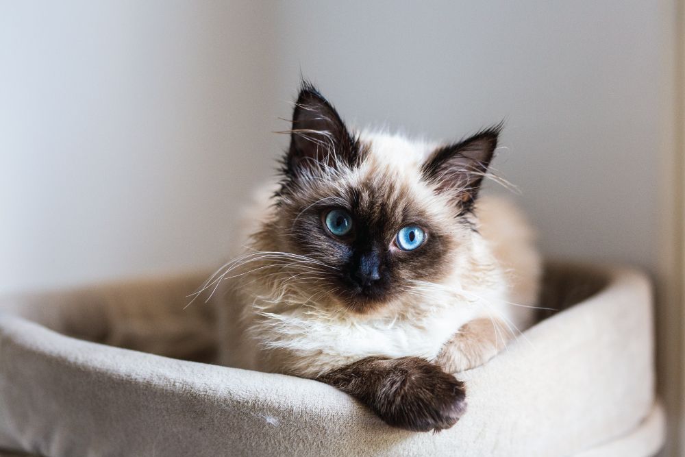 Fluffy cat with blue eyes and dark ears lying in a beige cat bed, looking directly at the camera with a relaxed expression.