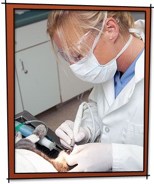 Vet is treating A veterinarian wearing protective gear performs a dental procedure on an animal in a clinical setting.