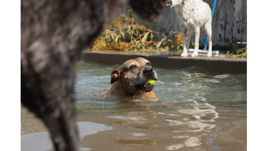 A dog in a pool holds a tennis ball in its mouth, while another dog stands at the edge, and a blurred dog is in the foreground.