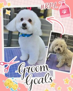 Rivermist Pet Lodge Grooming Goals flyer