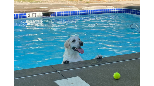 White Golden Retriever swimming in a dog pool and resting its paws on the edge near a tennis ball